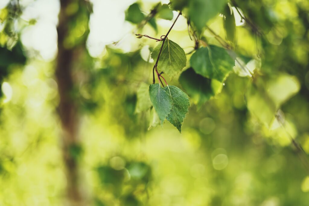 Vibrant green birch leaves in soft summer sunlight with gentle bokeh background wallpaper