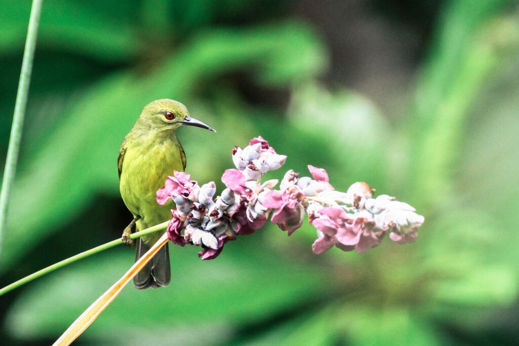 Vibrant Green Bird on Branch with Pastel Flowers - National Geographic Wallpaper