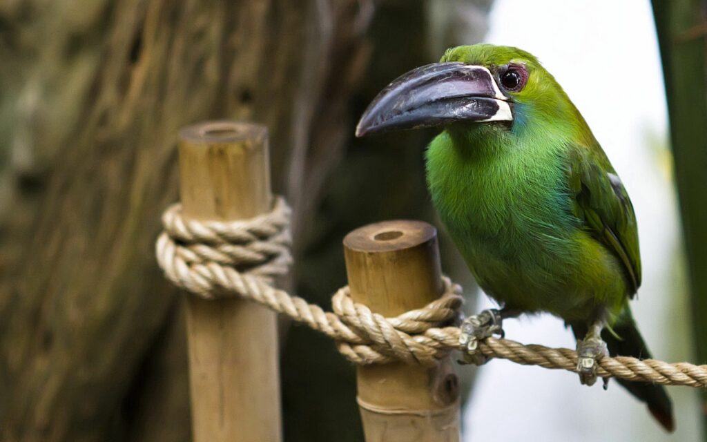 Vibrant Green Bird with Large Beak Perched on Rope in Nature Wallpaper