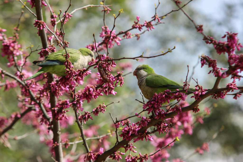 Vibrant Green Birds on Blossoming Branches - Spring Nature Background Wallpaper