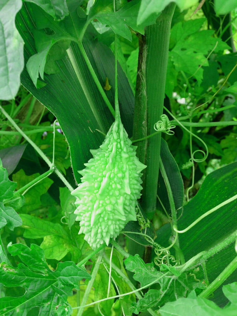 Vibrant Bitter Gourd Wallpaper: Lush Green Nature Background