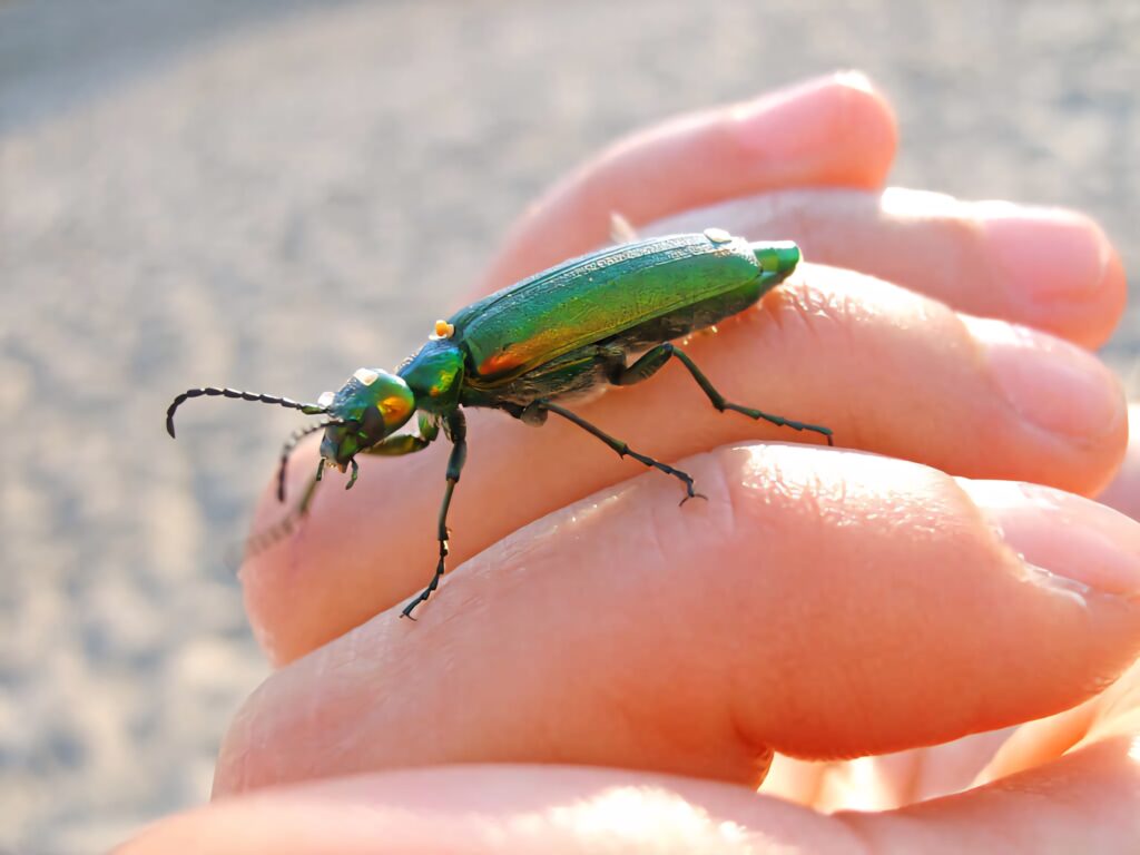 Vibrant green iridescent blister beetle on human hand with delicate legs natural light wallpaper