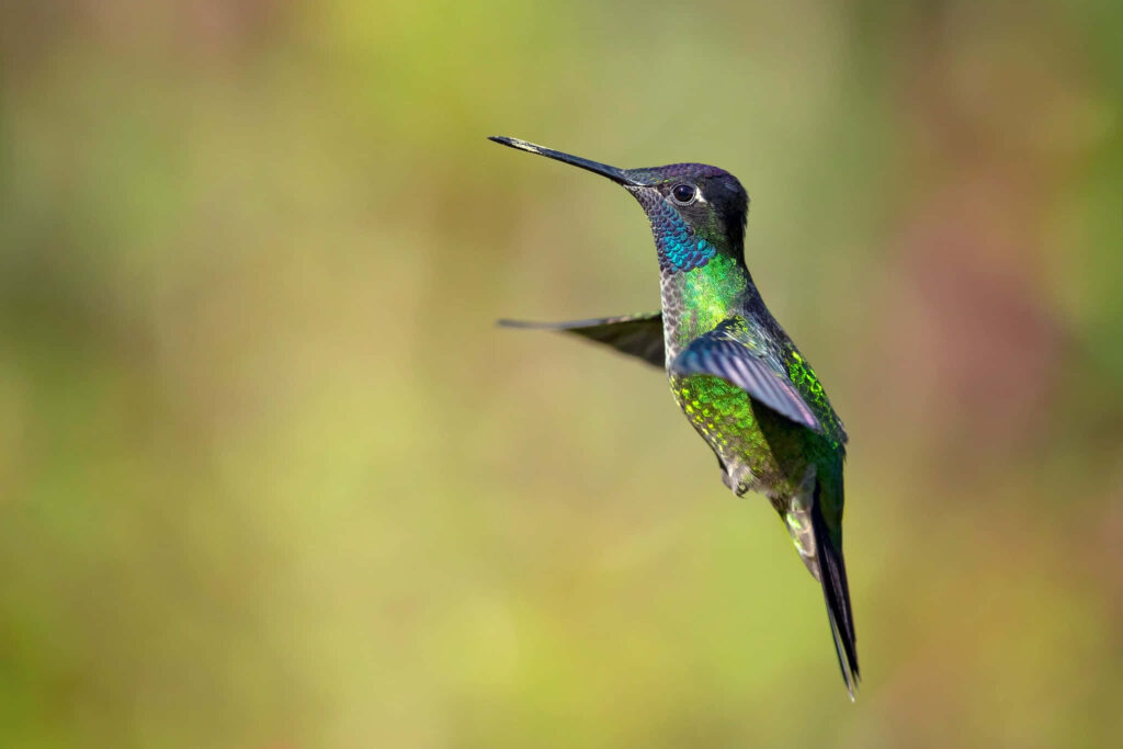 Vibrant Blue-Green Hummingbird Dances in Morning Sunlight Wallpaper