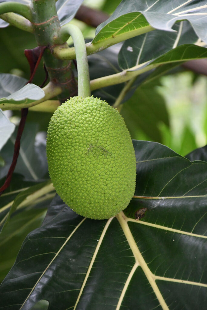 Green breadfruit hanging on tree branch with lush tropical leaves high detail wallpaper background