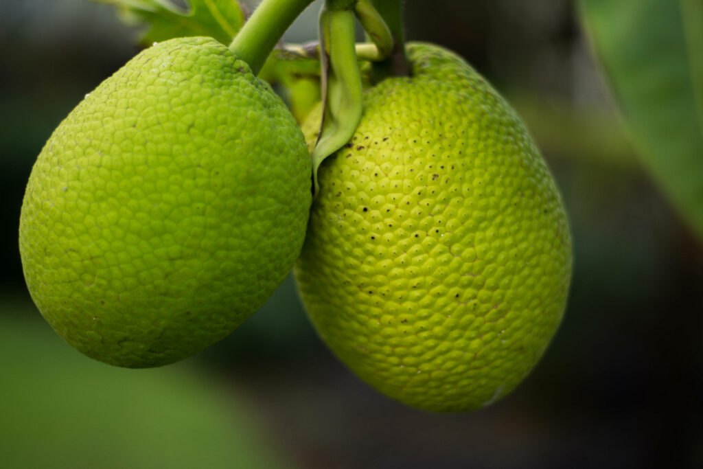 Close-up of two vibrant green breadfruit showing bumpy textured surface with natural light Wallpaper