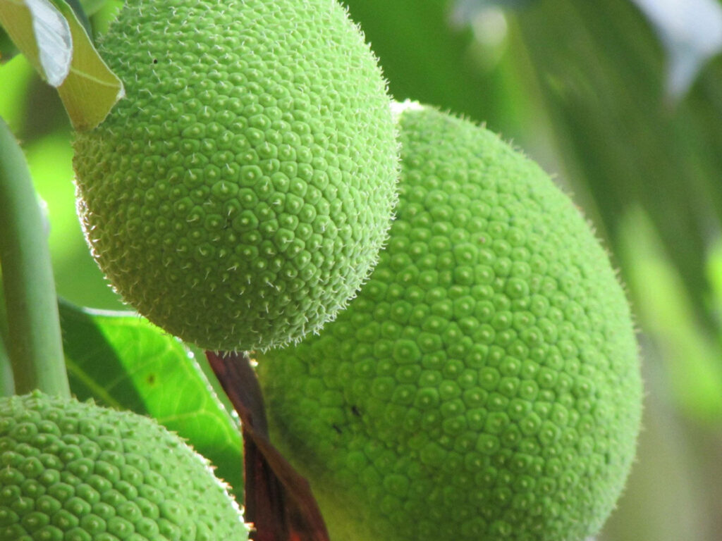 Fresh green breadfruit on tree with detailed textures and lush tropical foliage in sunlight Wallpaper