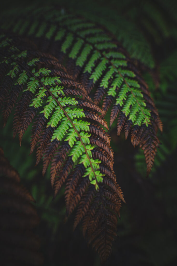 Moody Macro Fern Leaves Wallpaper: Vibrant Green & Brown Tones