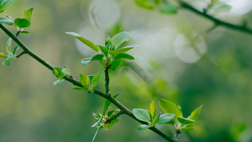 Vibrant Macro Shot of Budding Green Leaves - Spring Wallpaper Background