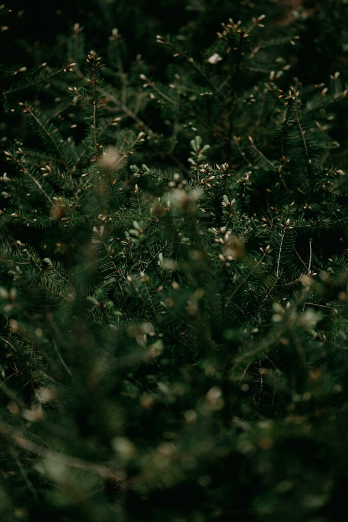 Vibrant Green Bush Branches Wallpaper Background - Close-Up Texture