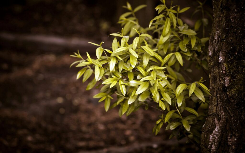 Vibrant green bushes and glossy leaves by textured tree trunk in soft blurred forest background Wallpaper