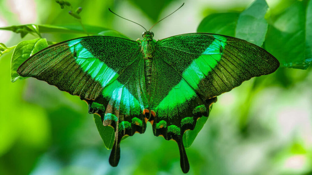 Vibrant Green Butterfly Wallpaper: Luminous Wings & Lush Background