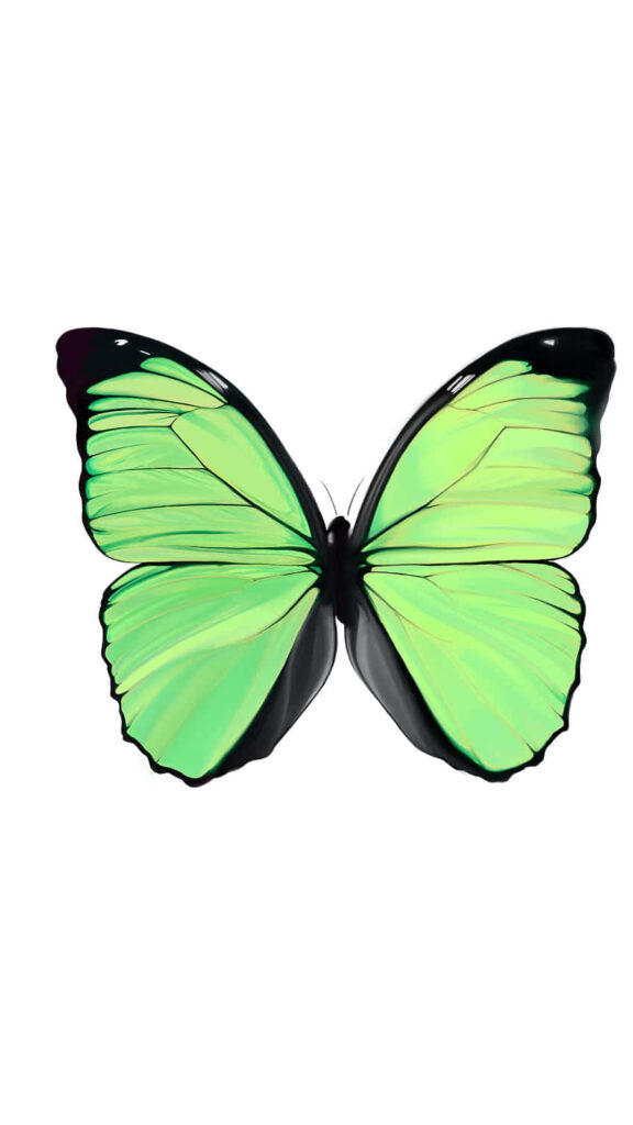 Vibrant Green Butterfly Wallpaper: Delicate Beauty on White Background