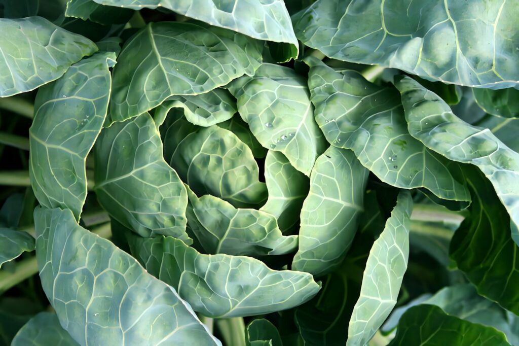 Close up of vibrant green cabbage leaves showing detailed veins and natural textures background Wallpaper