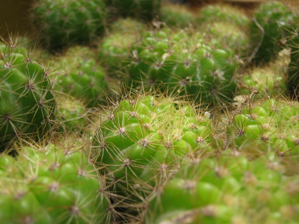 Vibrant Green Cacti Wallpaper: Close-Up of Intricate Details