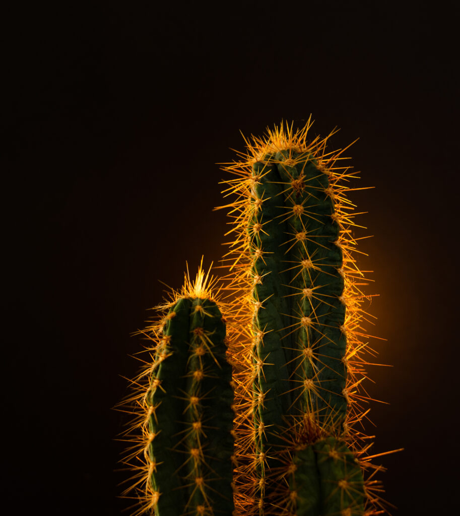 Vibrant green cacti with sharp yellow needles on dark background modern botanical wallpaper