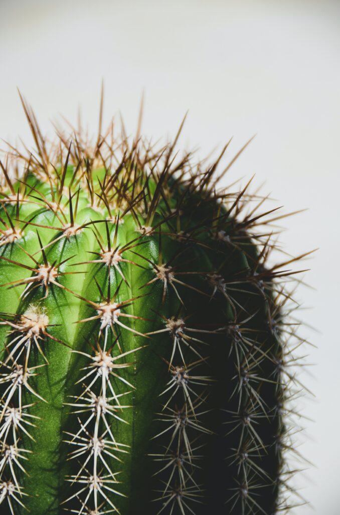 Vibrant Green Cactus Close-Up: Sharp Spines Macro Wallpaper