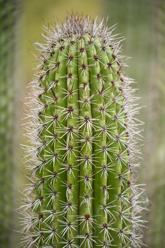 Vibrant Green Cactus Macro: Sharp Needles & Spiky Thorns Wallpaper