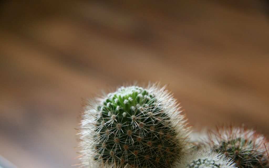 Vibrant Green Cactus Close-Up: Textured Wallpaper Background