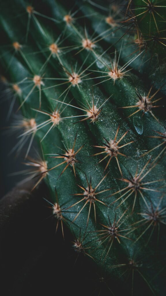 Vibrant Green Cactus Macro: Nature's Intricate Textures Wallpaper