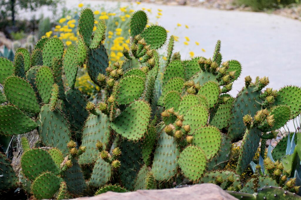 Vibrant Green Cactus Macro Shot - Desert Wallpaper Background