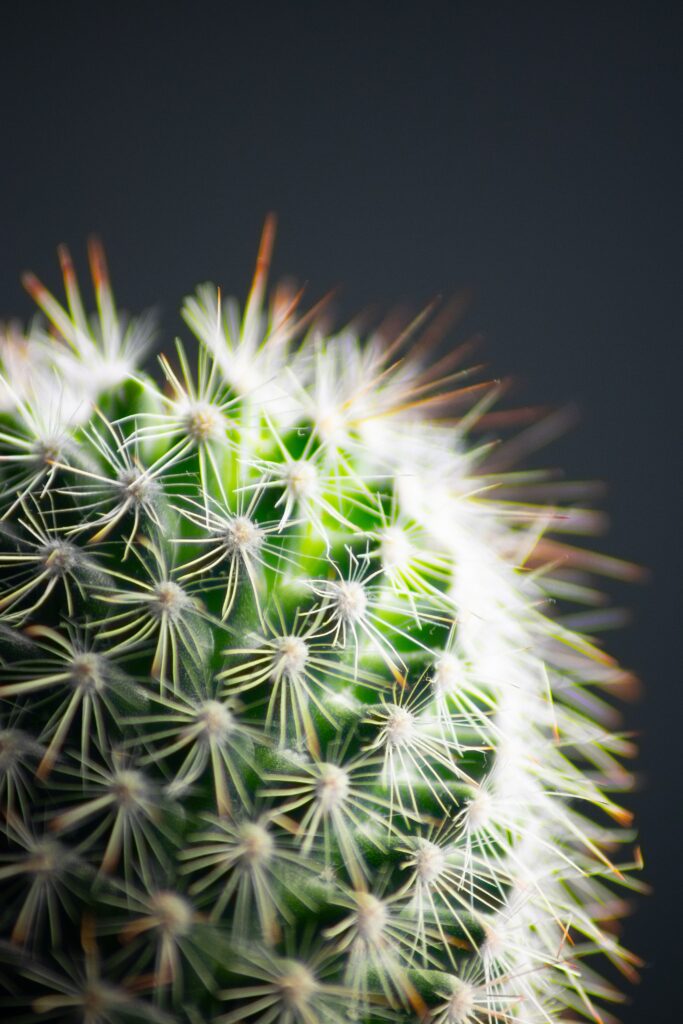 Vibrant Green Cactus Macro Wallpaper Against Dark Background