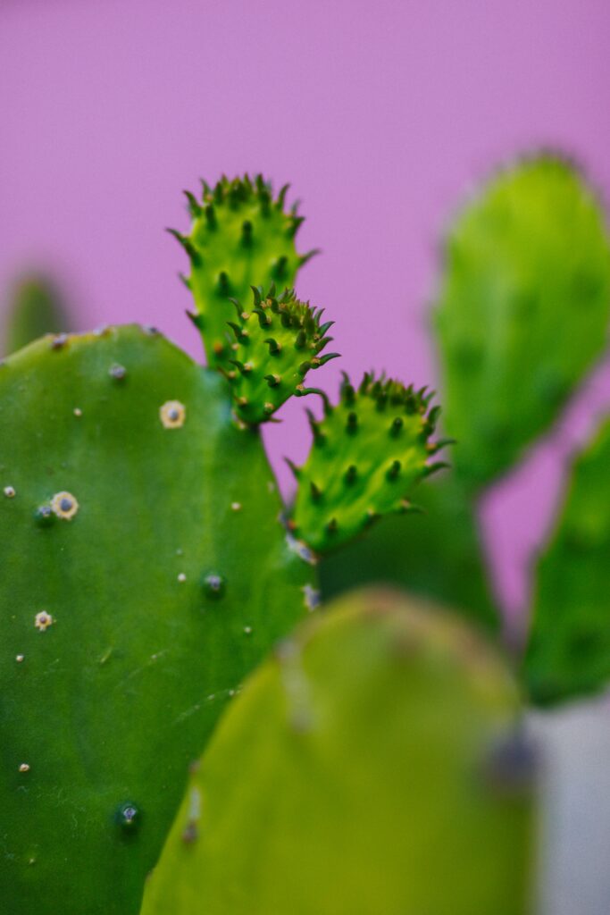 Vibrant Green Cactus Close-Up on Soft Pink Wallpaper Background