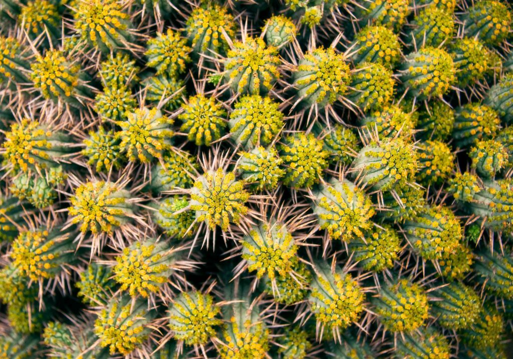 Close-up of vibrant green cactus cluster with yellow-tipped sharp thorns natural desert texture Wallpaper