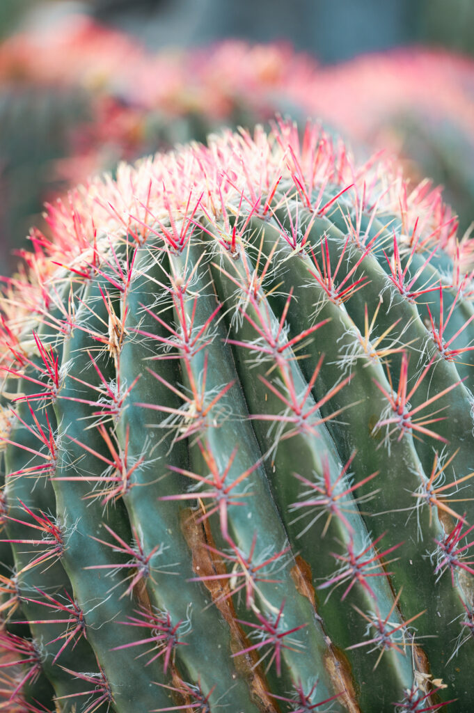 Vibrant Green Cactus with Red Needles - Macro Wallpaper Background