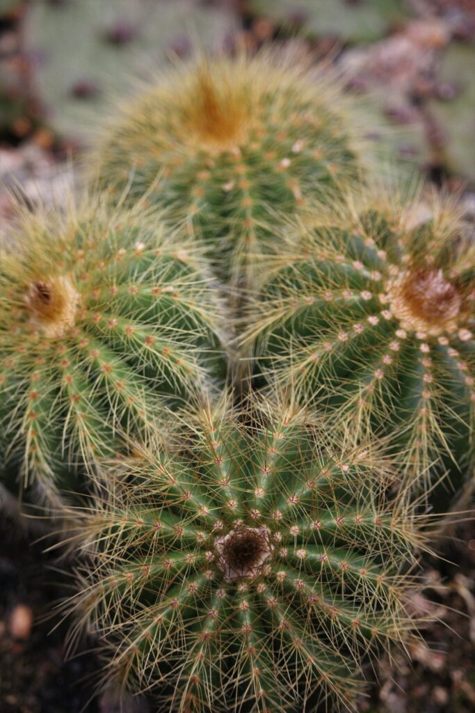 Vibrant Green Cactuses: Intricate Macro Texture Wallpaper Background
