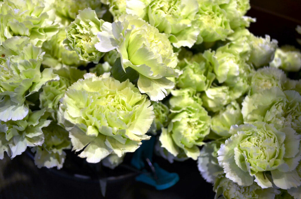 Vibrant Ruffled Green Carnations Wallpaper: Fresh & Natural Beauty