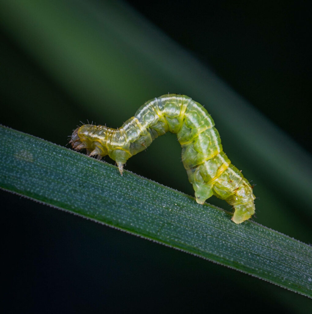 Close-Up of a Vivid Green Caterpillar on a Textured Leaf Background Wallpaper
