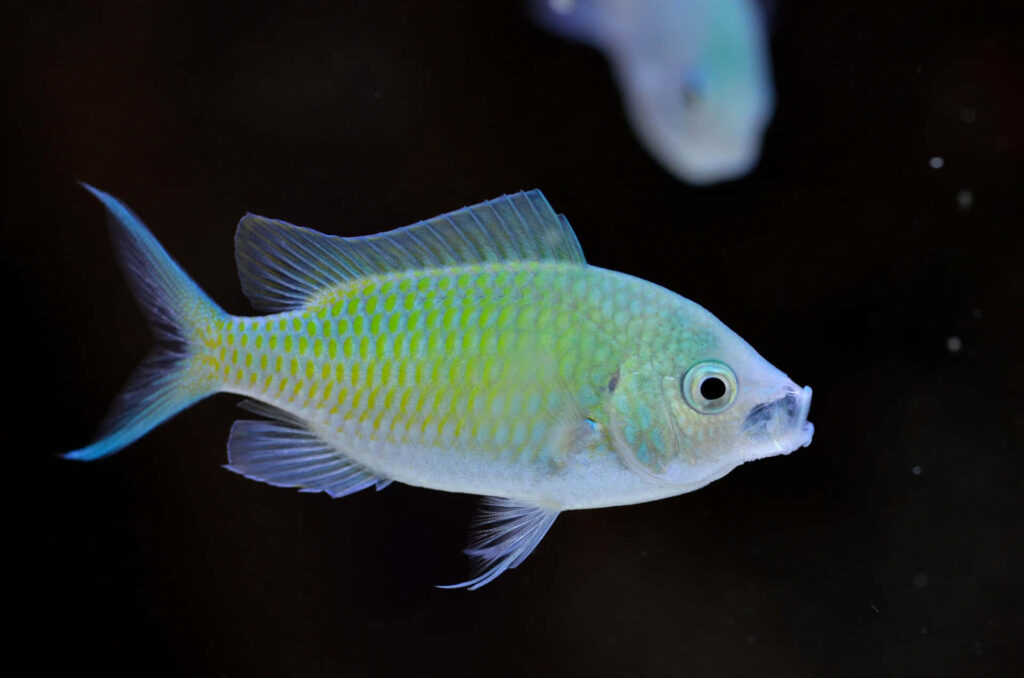 Green Chromis fish with shimmering scales swimming gracefully on dark aquatic wallpaper background
