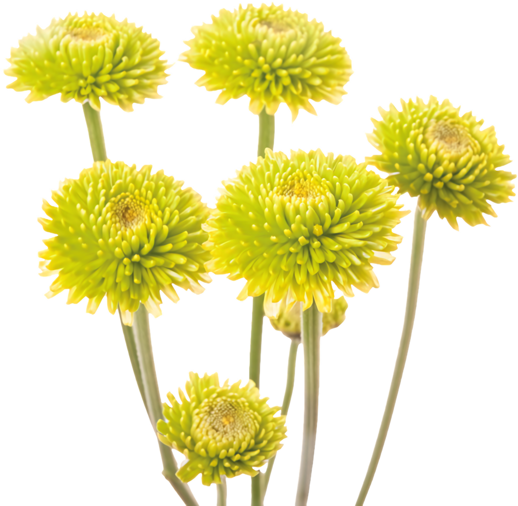 Vibrant Green Chrysanthemums Wallpaper - Fresh Digital Background