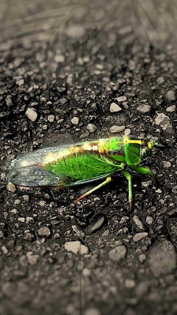 Close-up of vibrant green cicada emerging from exoskeleton on textured dark ground macro wallpaper