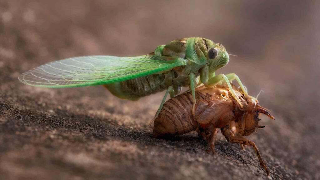 Close-up of vibrant green cicada emerging from brown exoskeleton showcasing insect transformation Wallpaper