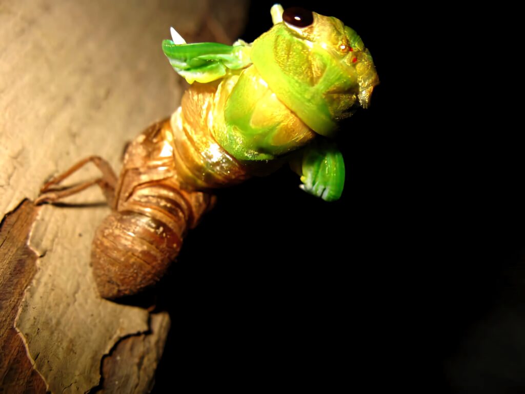 Close-up of vibrant green cicada emerging from brown shell showing metamorphosis and renewal Wallpaper