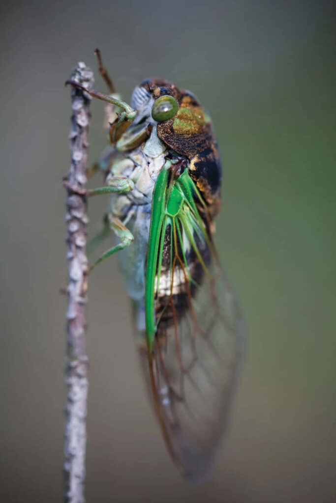 Close-up macro of cicada on twig showing vibrant green wings and intricate body textures Wallpaper