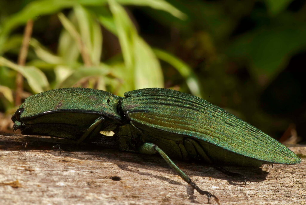 Close-up of vibrant green click beetle on textured wood with iridescent wings and natural background Wallpaper