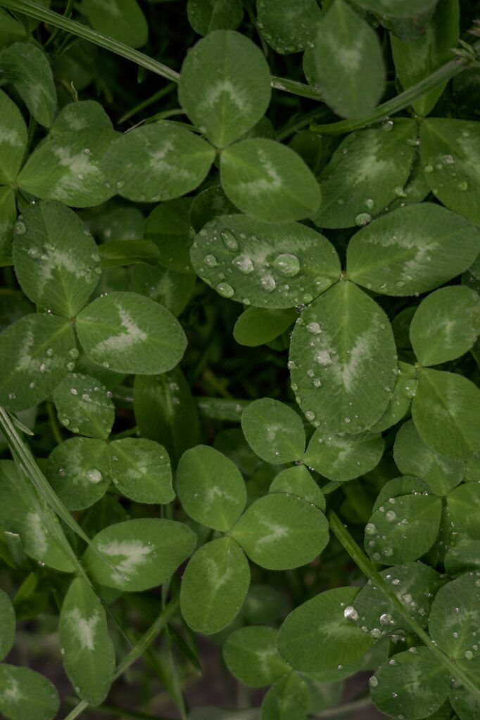 Close-Up of Dewy Clover Leaves: Vibrant Green Wallpaper Background