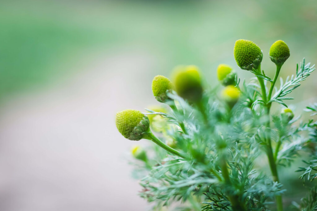 Fresh Green Daisy Wallpaper: Summer Vibes with Soft Blurred Background