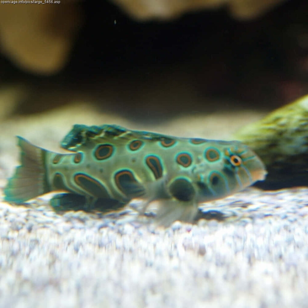 Dragonet Spotted Green Dragonet Fish with vibrant blue and black spots swimming over sandy seabed Wallpaper