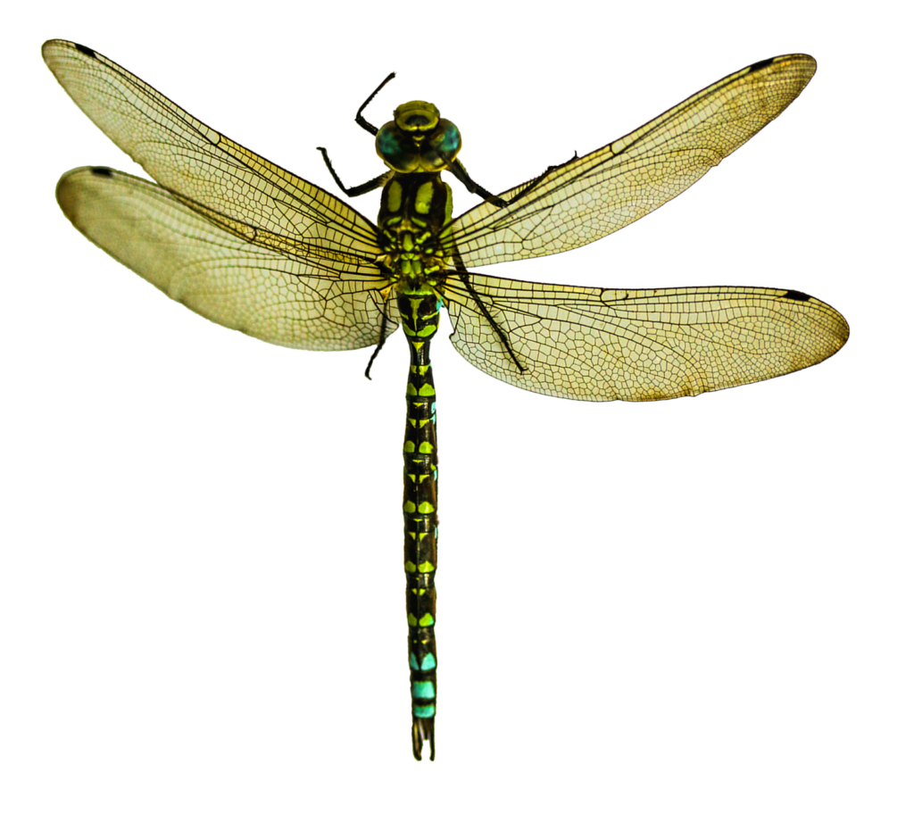Vibrant Green Dragonfly PNG - Intricate Wing Patterns for Designs Wallpaper