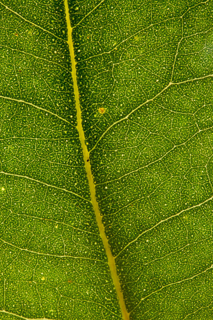 Vibrant Green Eucalyptus Leaf Macro: Intricate Veins & Texture Wallpaper