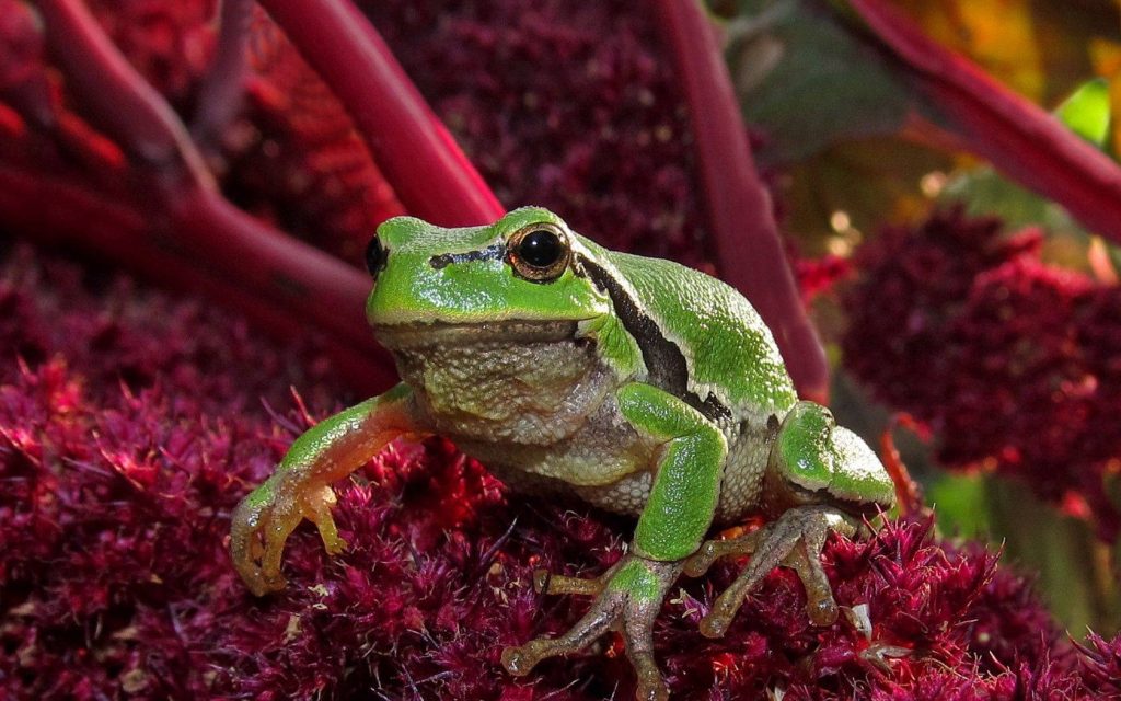 Vibrant green European tree frog on deep pink flower macro nature wallpaper background