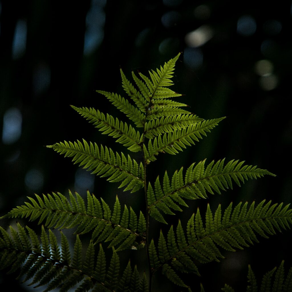 Vibrant Green Fern Leaf Close-Up | Nature Wallpaper Background