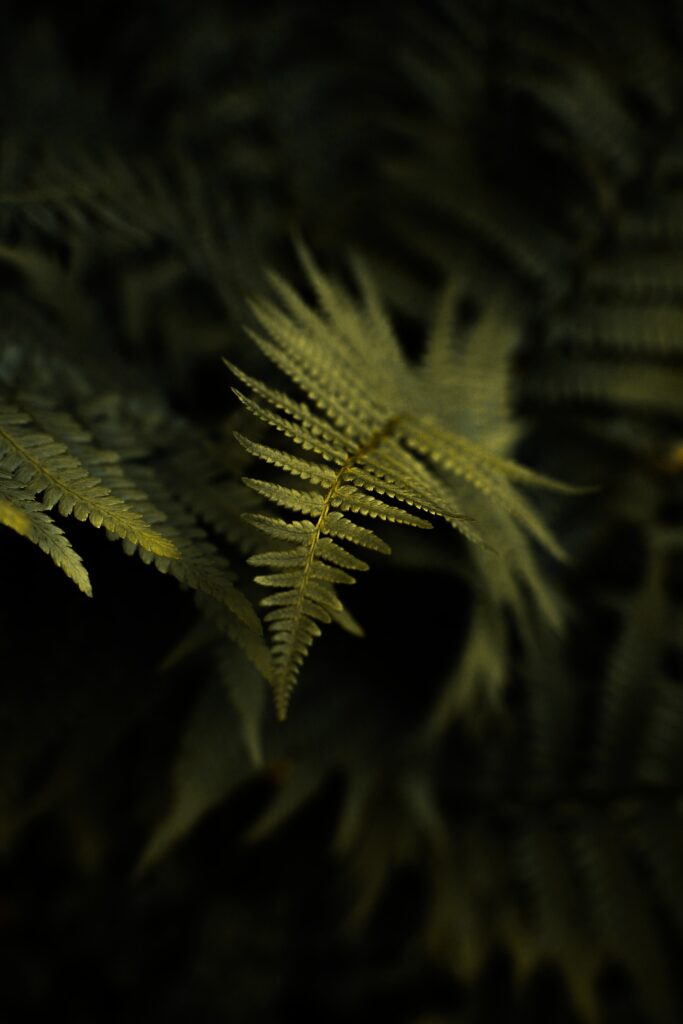 Vibrant Green Fern Leaf Close-Up: Intricate Texture Wallpaper
