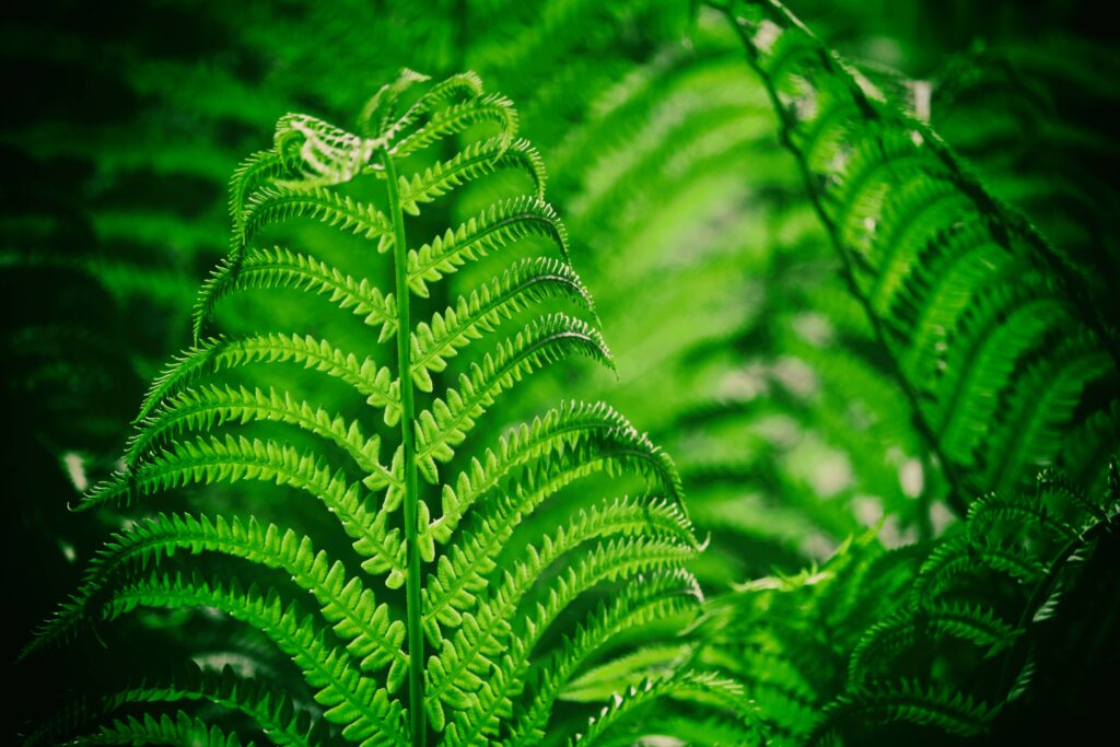 Vibrant Green Fern Leaf Macro: Intricate Patterns in Lush Wallpaper