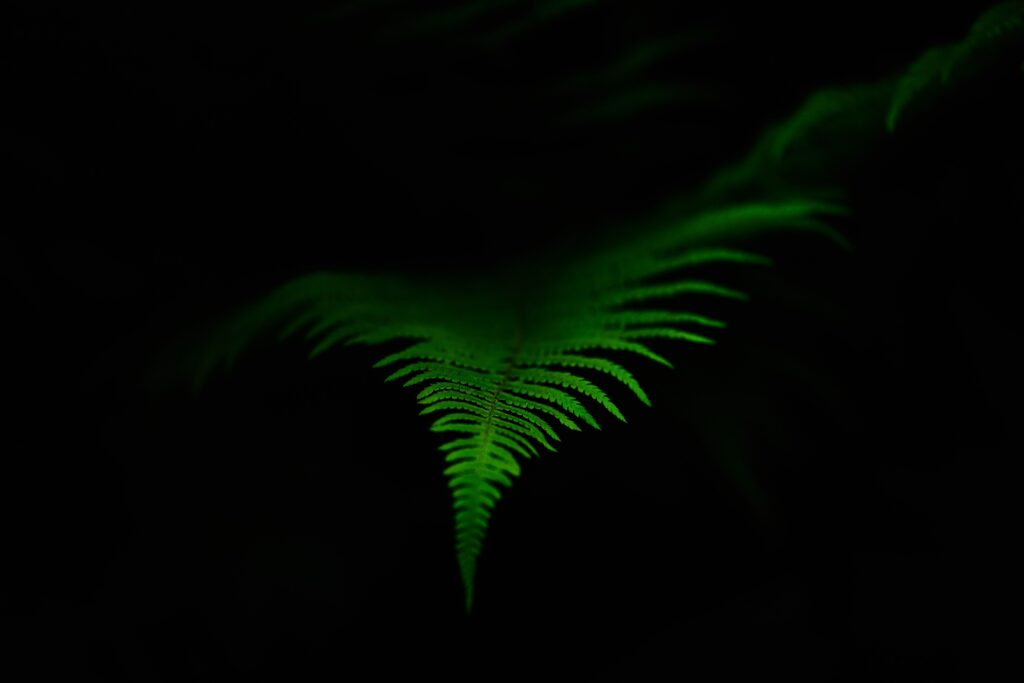 Vibrant Green Fern Leaf Macro: Striking Dark Background Wallpaper
