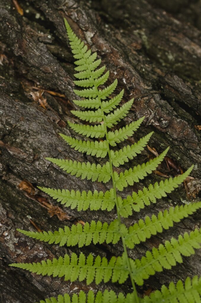 Macro Fern Leaf Wallpaper: Vibrant Green Against Dark Tree Bark
