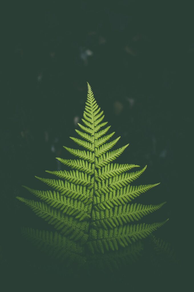 Vibrant green fern leaf with intricate fronds on dark blurred background minimalist wallpaper